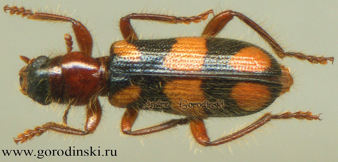 http://www.gorodinski.ru/oth_col/Cleridae sp.1.jpg